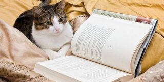 чело коте книжки